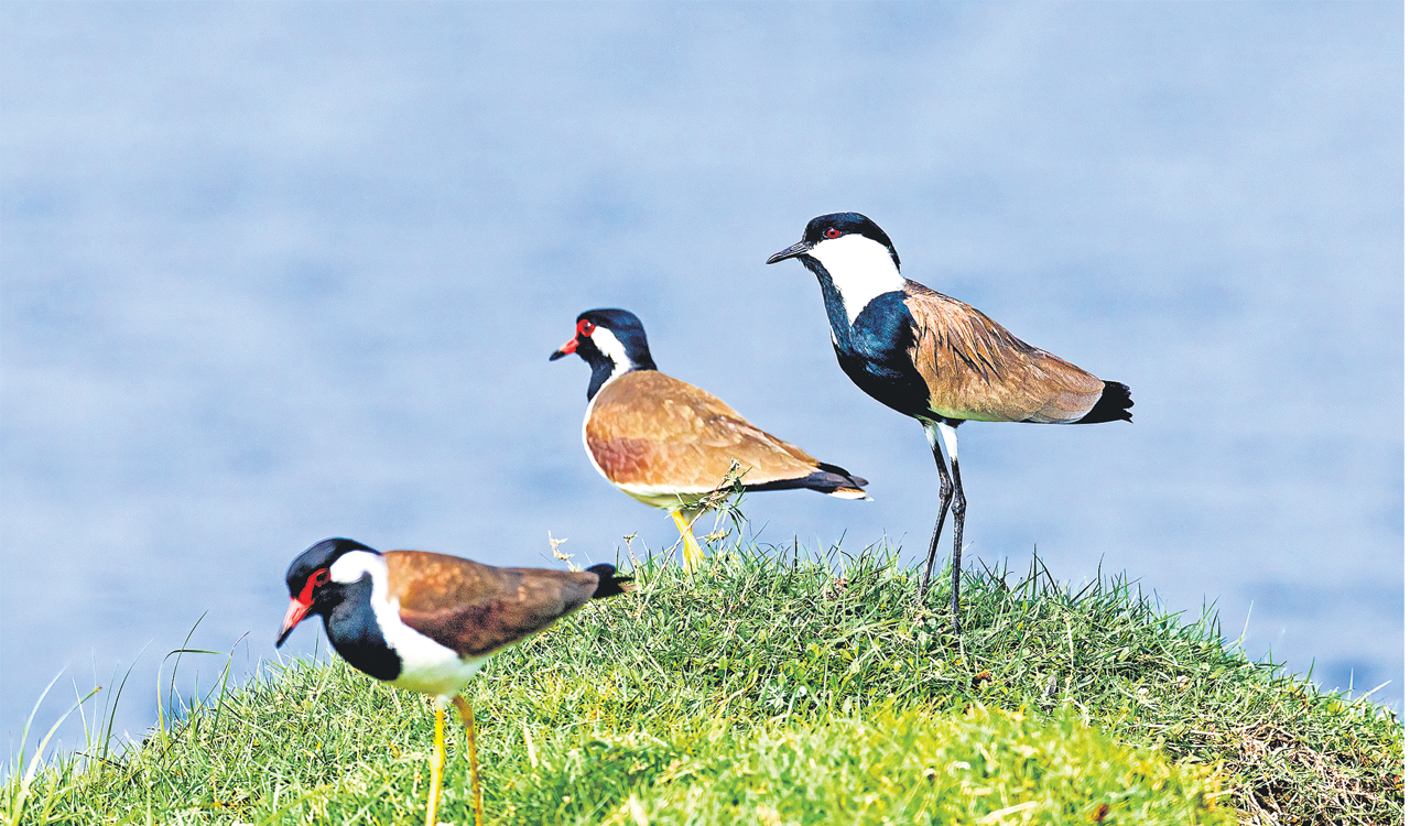 From Switzerland to Delhi, rare bird draws fans to Ammavaripet Lake