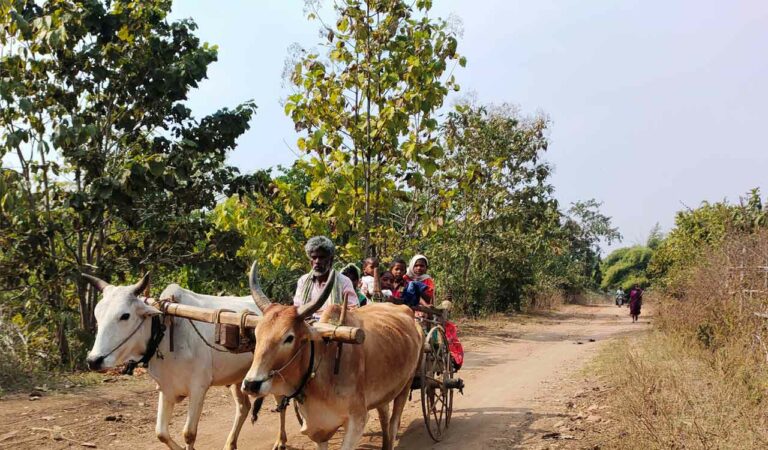A tribal family commute by a bullock cart from remote Dharegaon village in Kaghaznagar to their destination. Photo: Santosh Padala