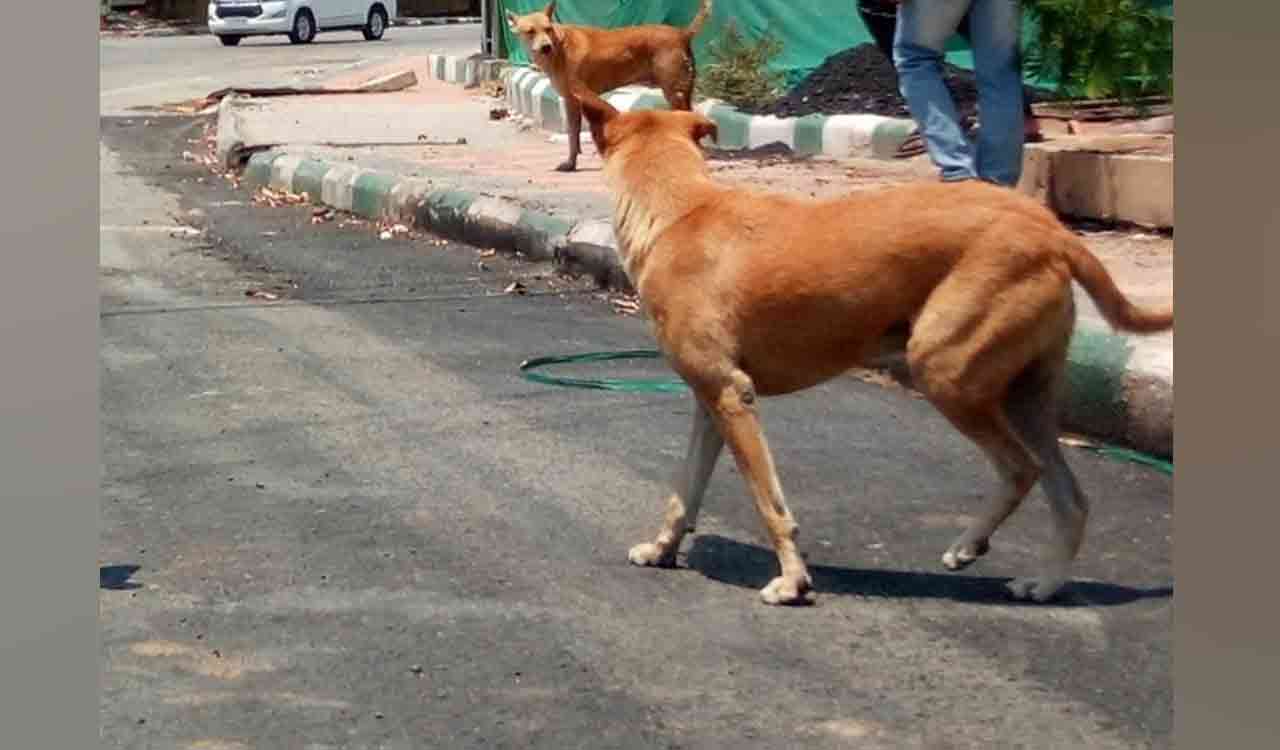 Telangana: Trio arrested for shooting 20 stray dogs in Mahabubnagar