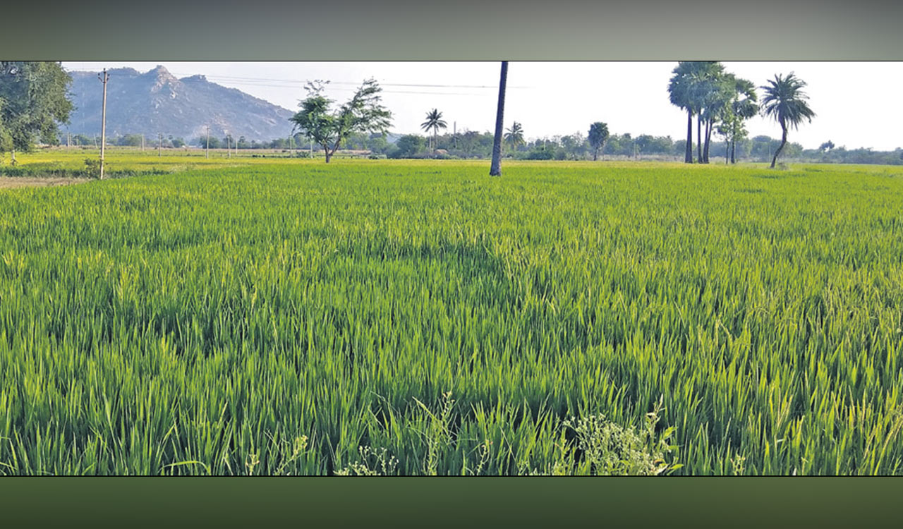 Telangana: Water crisis hits paddy crop hard