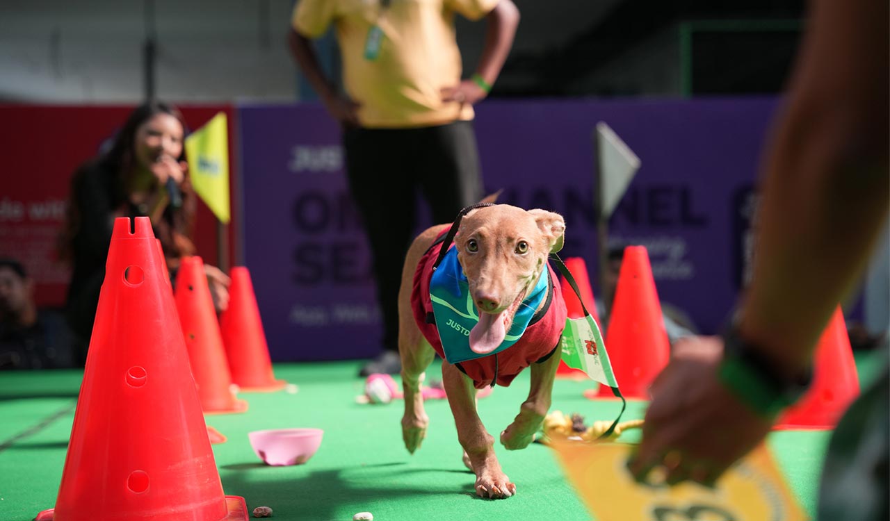 Furry Fun in Hyderabad: Over 900 pets and thousands of enthusiastic attendees at Pet Fest