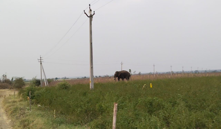 Elephant attacks expose Telangana forest department’s poor preparedness