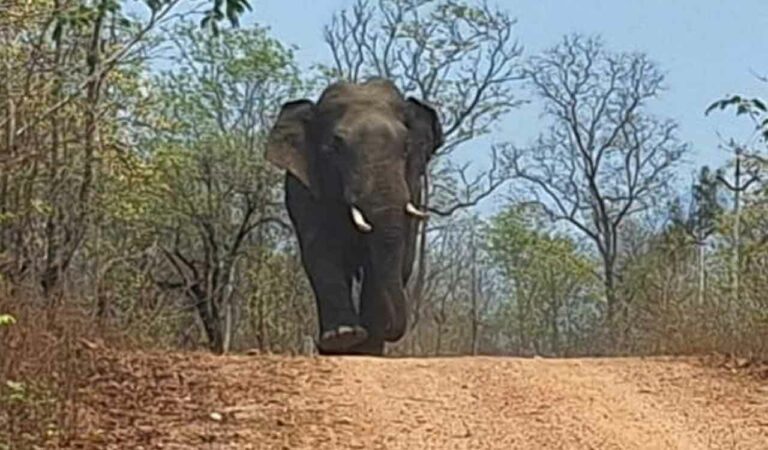 Forest officials anticipate migration of elephants to Asifabad