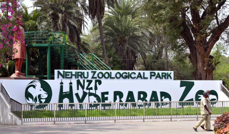 Nehru zoo family to grow bigger