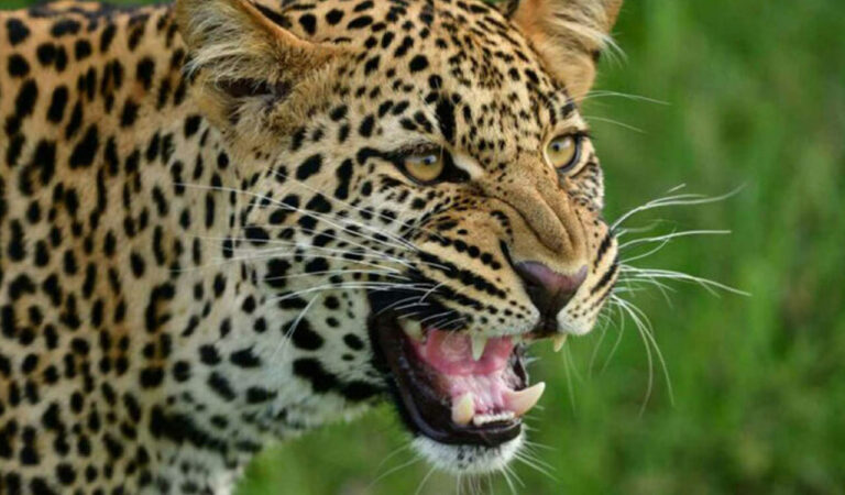 Panic Grips After Leopard Spotted At Rgia Shamshabad