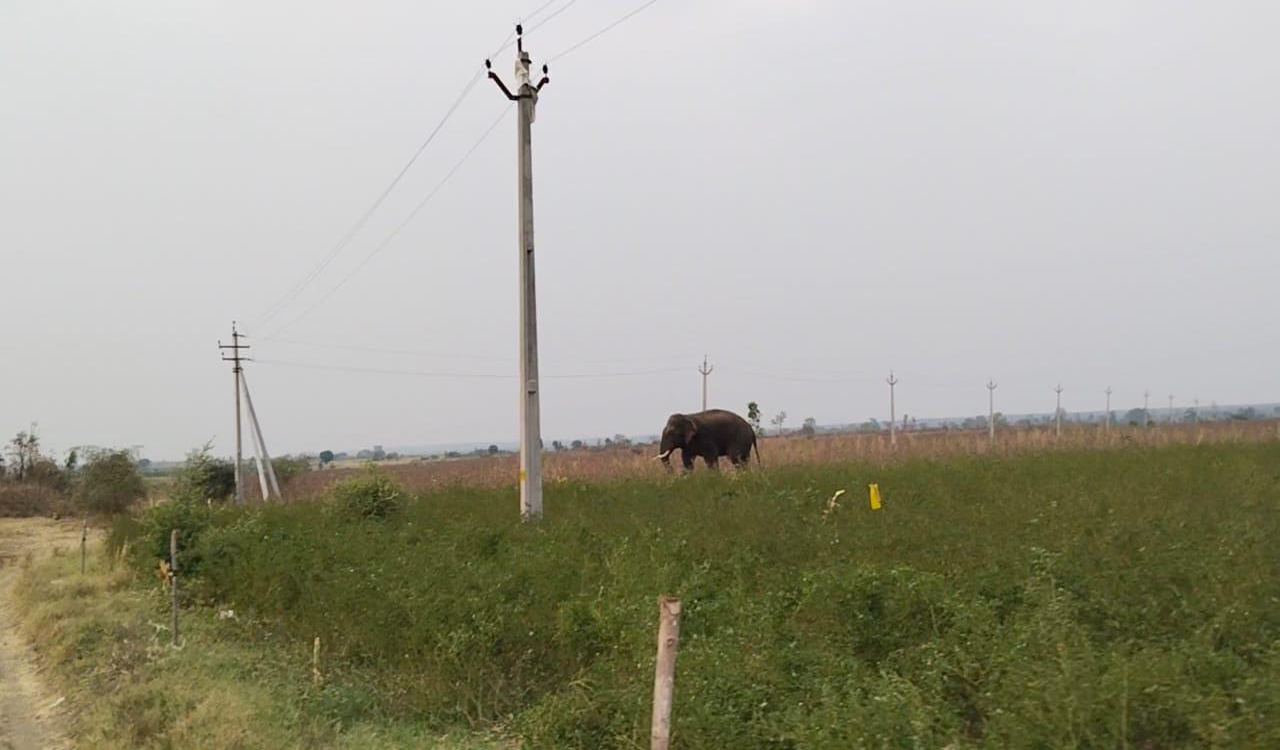 Rogue elephant returns to Maharashtra after three-day stay in Telangana