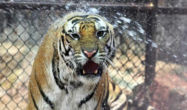 Special care for animals at Hyderabad's Nehru Zoo amid scorching heat