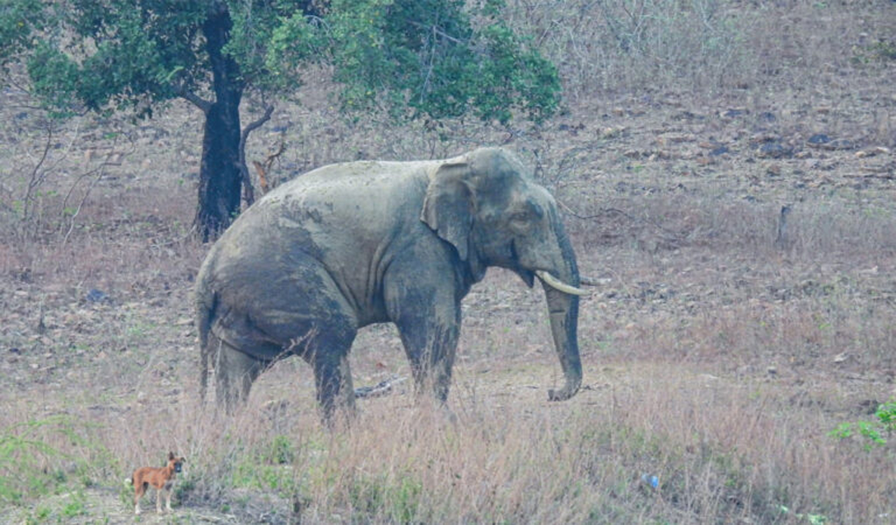 Elephant that killed two in Telangana tramples one to death in Maharashtra