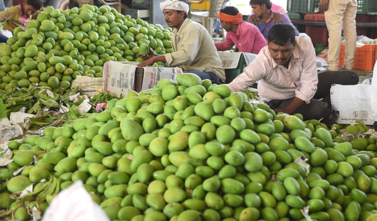 Mango lovers in Hyderabad can rejoice, abundance supply makes choicest varieties affordable