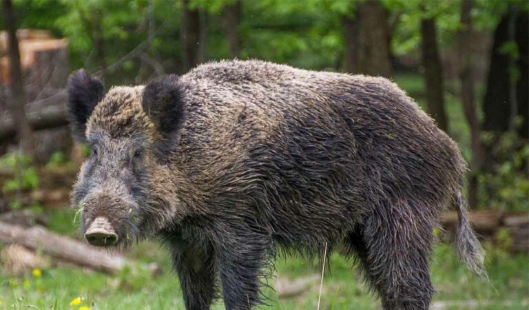 Forest officials book two for hunting wild boar, consuming its meat in Gudur range