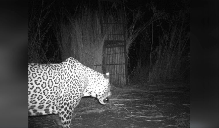  Elusive visitor spotted near trap cage but evades capture